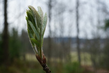 close up bud and leaves at early spring, macro