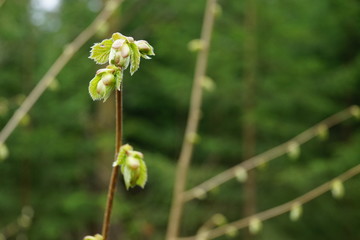 close up bud and leaves at early spring, macro