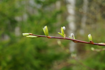 close up bud and leaves at early spring, macro