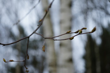 close up bud and leaves at early spring, macro