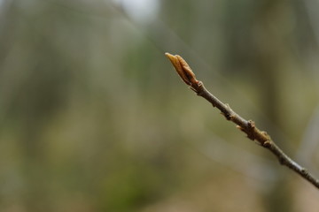 close up bud and leaves at early spring, macro