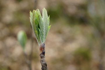 close up bud and leaves at early spring, macro