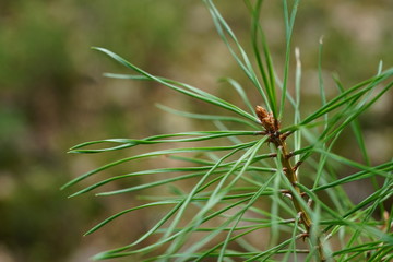 close up bud and leaves at early spring, macro
