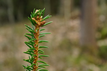close up bud and leaves at early spring, macro