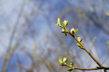 close up bud and leaves at early spring, macro