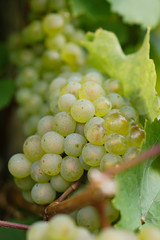Weintrauben