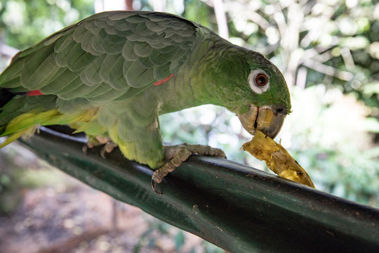 Green Parrot eating a banana at logde in Peru  Amazon rain forest