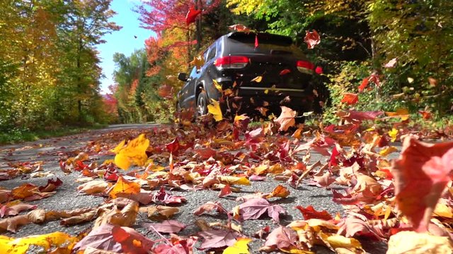SLOW MOTION CLOSE UP: Black SUV car driving along an empty forest road, over vivid fallen autumn tree leaves in fall. Black jeep car driving through beautiful autumn forest, swirling colorful leaves. 