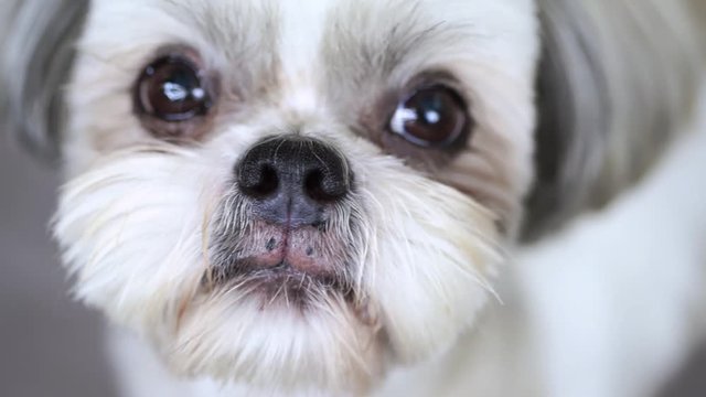 Cute shih tzu dog looking on camera closeup view. 4K.
