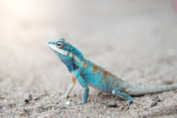 Naklejka na ściany i meble Close up blue chameleon on Sandy floor
