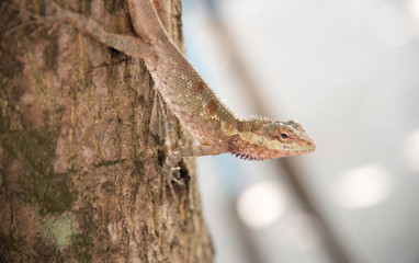 chameleon on the tree on nature background