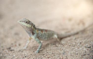 image of  chameleon on Sandy floor , Natural color change