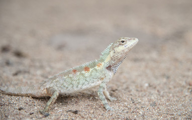 Naklejka na ściany i meble image of chameleon on Sandy floor , Natural color change