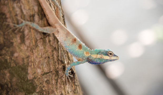 image of macro blue chameleon on the tree , Natural color change