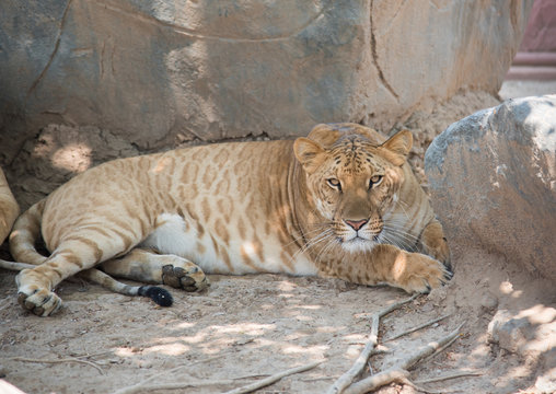 Image of a liger on nature background.