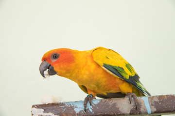 Beautiful yellow parrot, closeup Sun Conure bird eating food