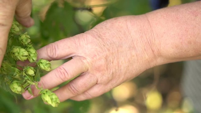 woman collects cones of hops. hands close-up. Slow motion