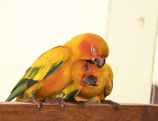 couple yellow Sun conure parrot love and take care of together , lovely parrot , Beautiful parrot.