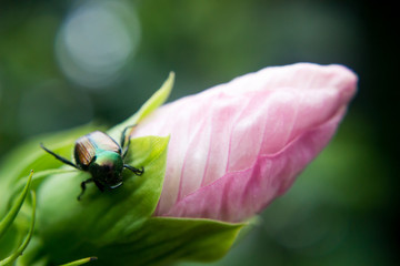 Japanese Beetle
