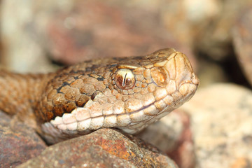Macro of an spanish adder Aspis aspis