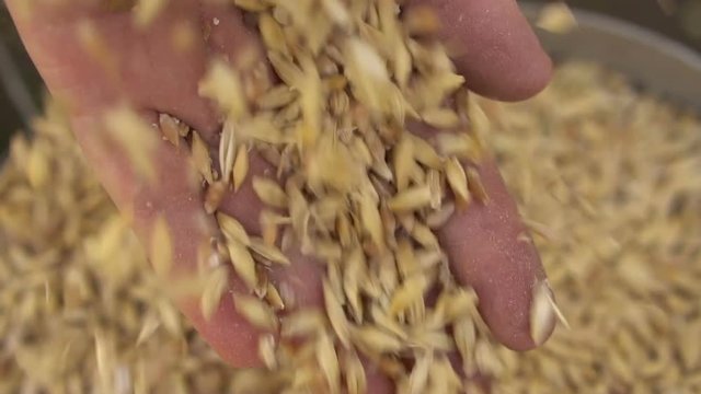 female hand scoops and pours a grain of barley. Slow motion