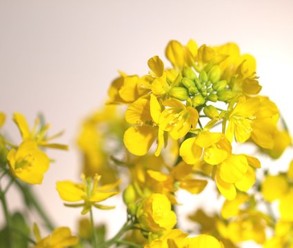 菜の花
