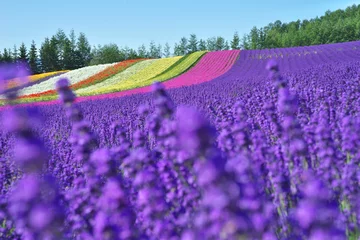 Muurstickers Lavendelheuvel 2 © 郁太郎 佐々木