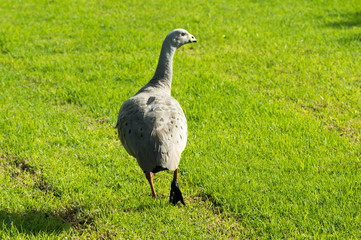 Cape barren goose turning left