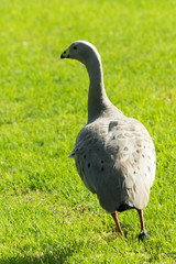 Cape barren goose