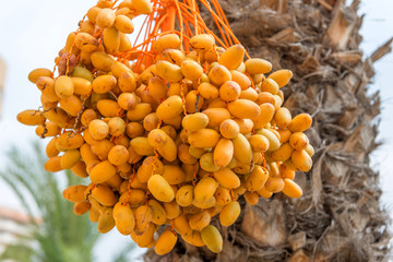 Dates are growing on a palm tree. Spain

