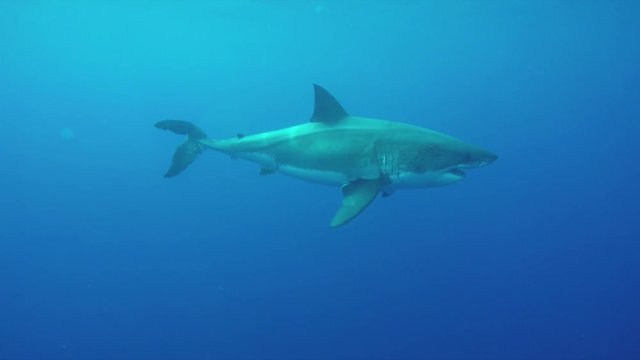 Great white swims past diving cage, underwater POV