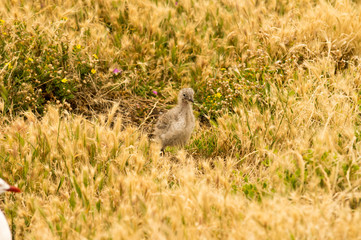 Baby seagull head on