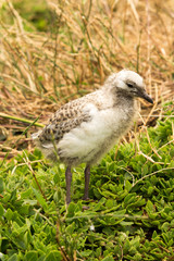 Baby seagull facing left