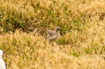 Baby seagull hiding in grass