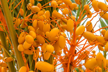 Dates are growing on a palm tree. Spain

