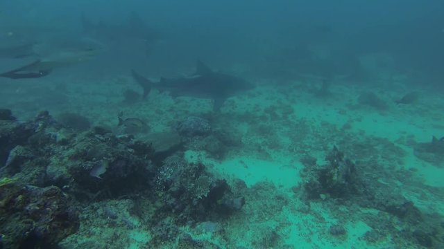 Shark with remoras swim near ocean floor, POV