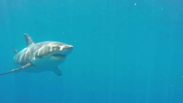 Great white shark in wild, Fiji