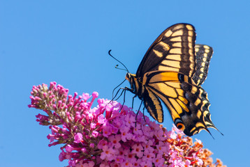 Tiger Swallowtail feeding on a Buddleja flower