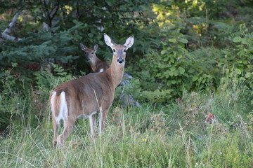 Doe and a fawn