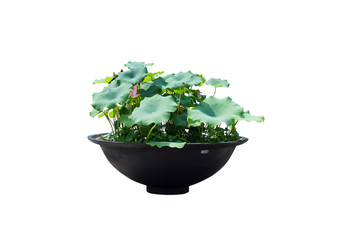 A refreshing landscape gardening