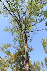 Tall tree
