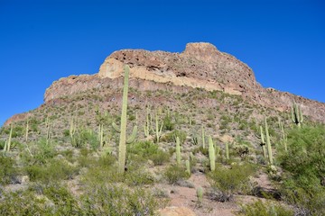 Organ Pipe Cactus National Monument Landscape Arizona