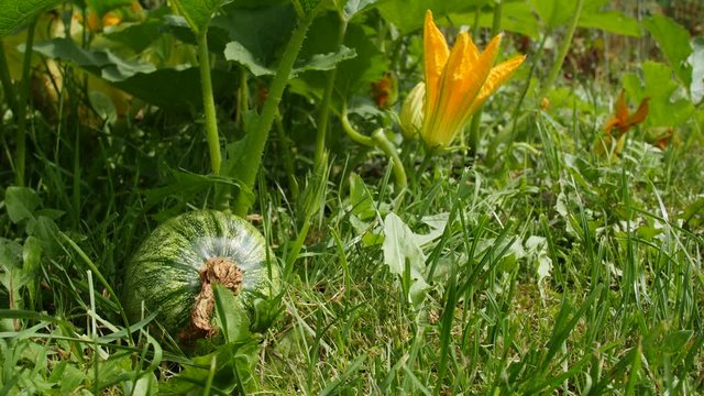 Green pumpkin and flower in the garden.