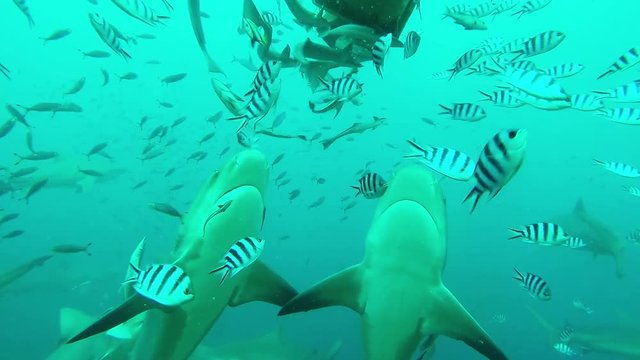 School of fish and sharks in Fiji, underwater POV