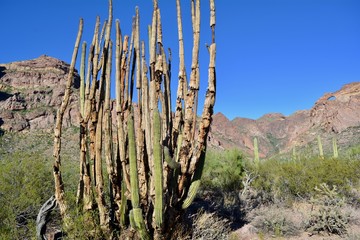 Organ Pipe Cactus National Monument Landscape Arizona