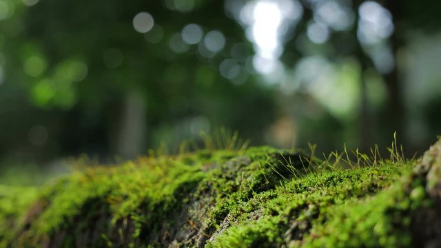 Fresh Green moss covered the stones in the forrest.