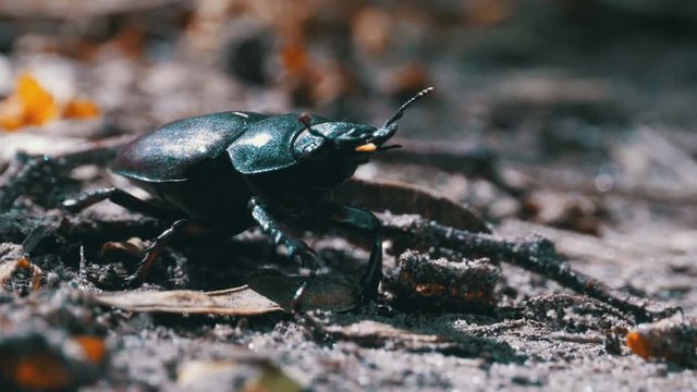 Beetle deer creeps on the ground. Black beetle bug crawls on fallen leaves on the ground macro close-up shot.