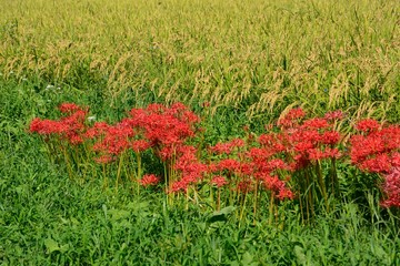 初秋を彩る彼岸花