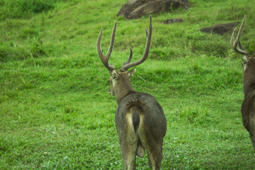 A deer walking in the meadow