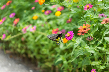 Butterfly flowers